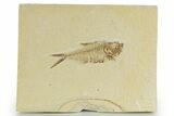 Detailed Fossil Fish (Diplomystus) - Wyoming #320373-1